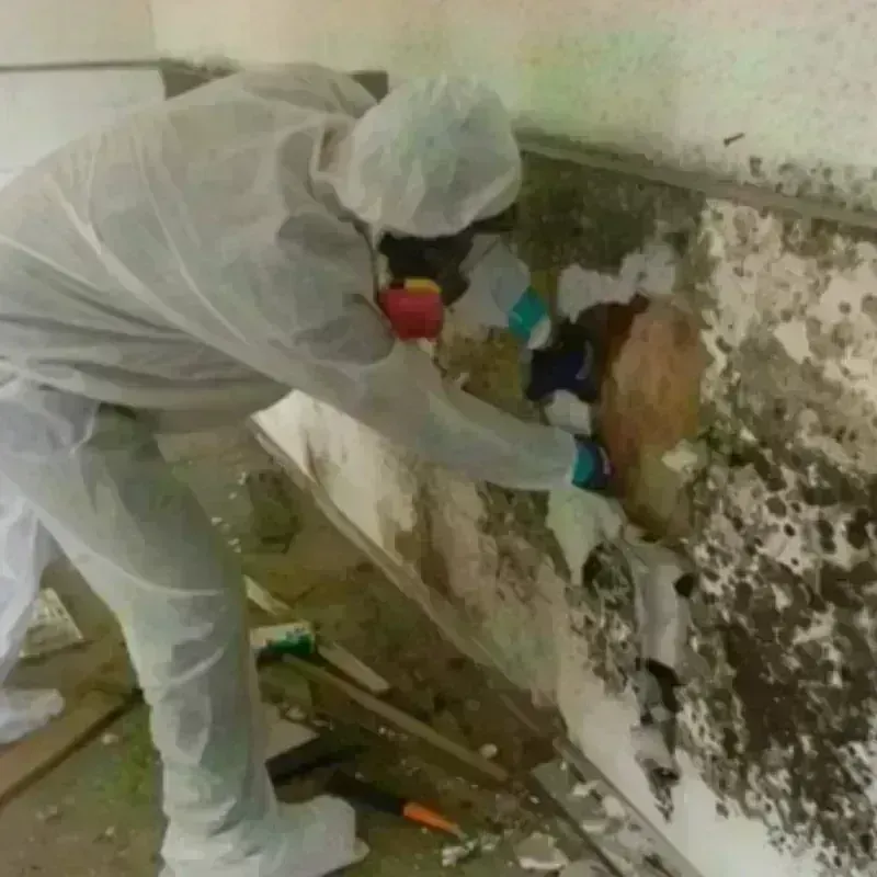 Mold Remediation and Removal in Tuckahoe, NY